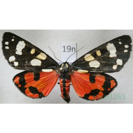 Callimorpha dominula (Linnaeus, 1758) Krasopani poziomkówka Poland19n